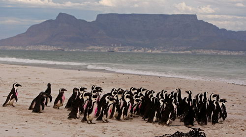Пингвинов отмыли от нефти фото 11