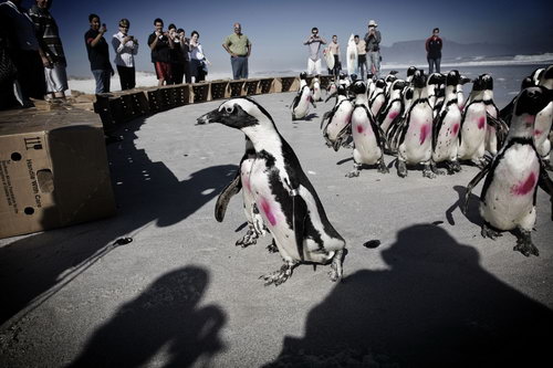 Пингвинов отмыли от нефти фото 0