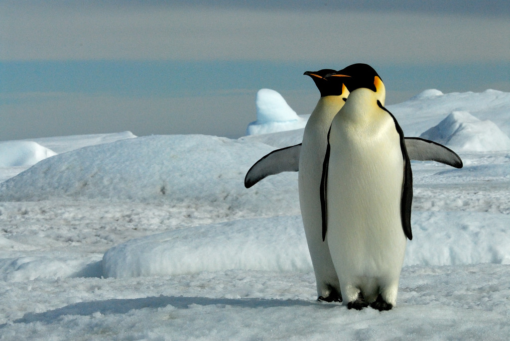 Жил был пингвин. Дом пингвинов. В Приходько пин и Гвин. Блин Гвин Пингвин. В Антарктиде среди льдин жили были пин и Гвин.