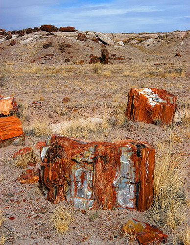  ::   (Petrified forest)  1