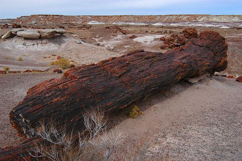  ::   (Petrified forest)  4