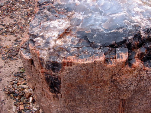  ::   (Petrified forest)  7