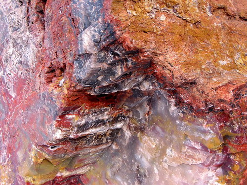  ::   (Petrified forest)  9
