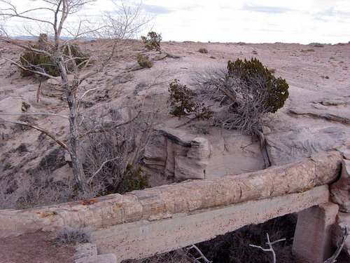  ::   (Petrified forest)  10