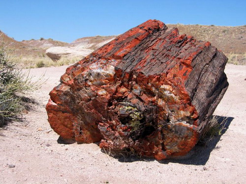  ::   (Petrified forest)  16