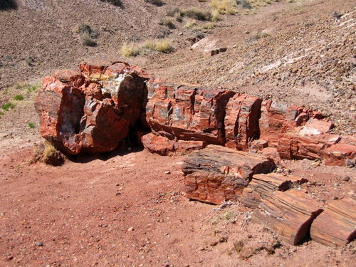  ::   (Petrified forest)  18