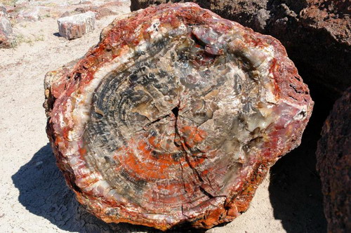 ::   (Petrified forest)  21