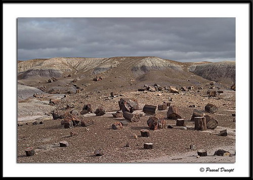  ::   (Petrified forest)  25
