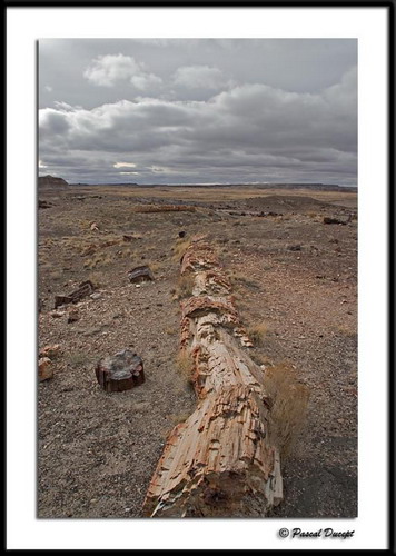  ::   (Petrified forest)  27