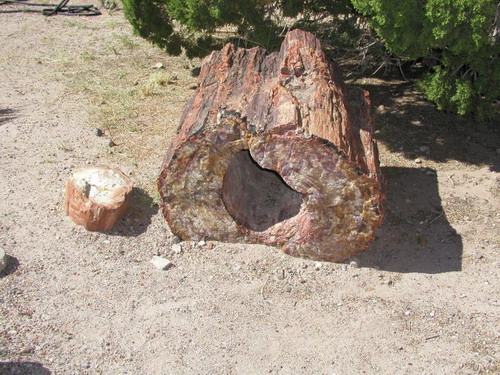  ::   (Petrified forest)  29