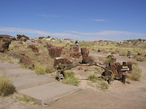  ::   (Petrified forest)  30