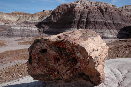  ::   (Petrified forest)  42