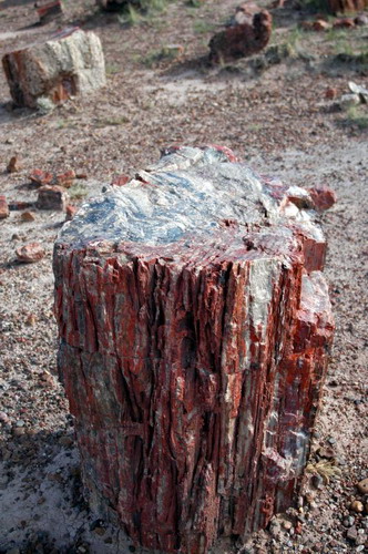  ::   (Petrified forest)  47