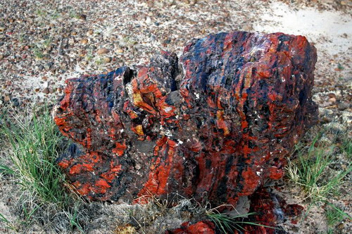  ::   (Petrified forest)  49