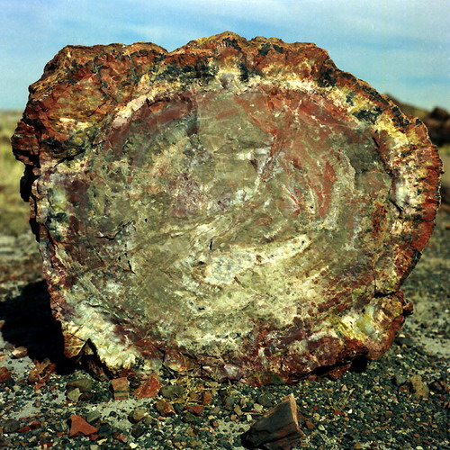  ::   (Petrified forest)  52