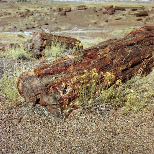 ::   (Petrified forest)  54