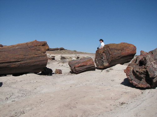  ::   (Petrified forest)  59