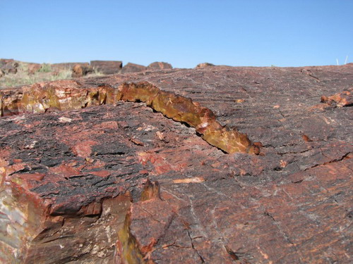  ::   (Petrified forest)  60