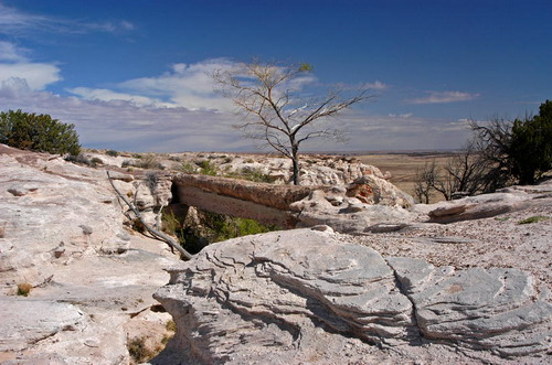  ::   (Petrified forest)  61