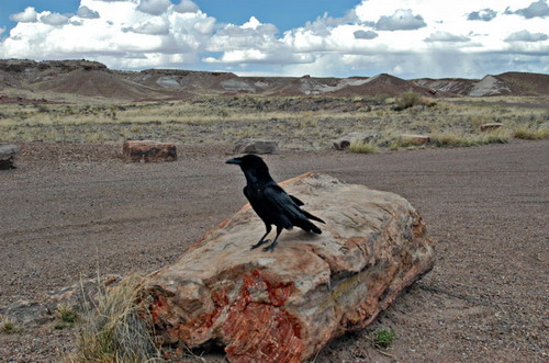  ::   (Petrified forest)  65