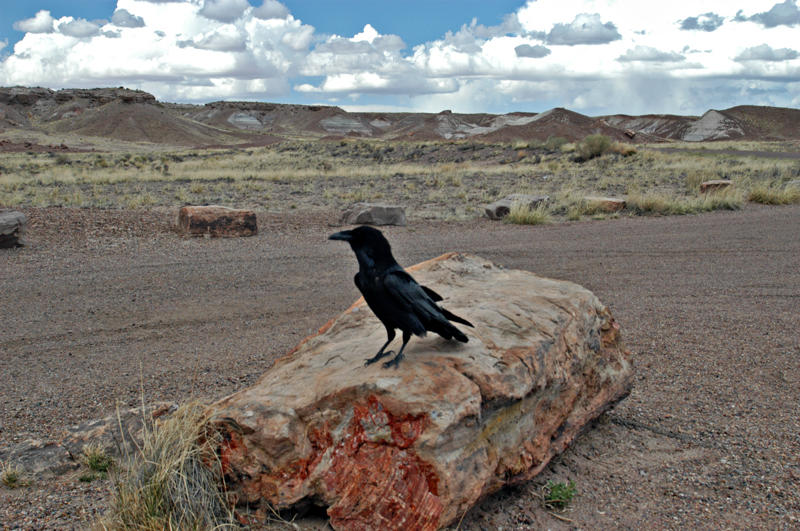  ::   (Petrified forest) ::  2