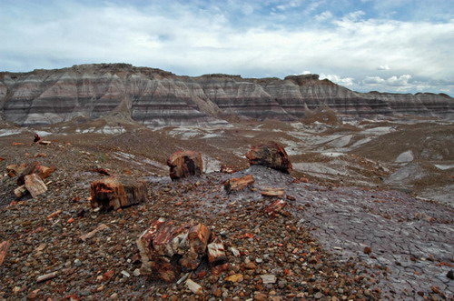  ::   (Petrified forest)  66