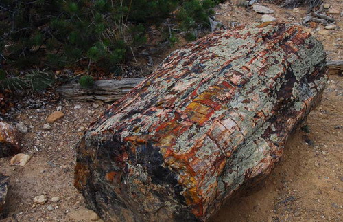  ::   (Petrified forest)  68
