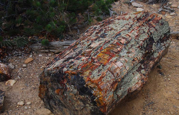  ::   (Petrified forest) ::  2