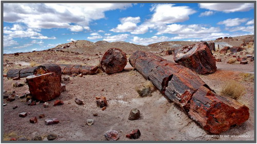  ::   (Petrified forest)  69