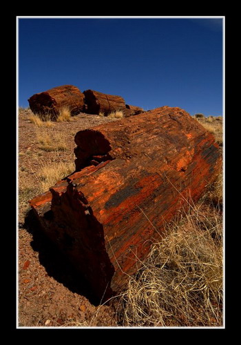  ::   (Petrified forest)  78
