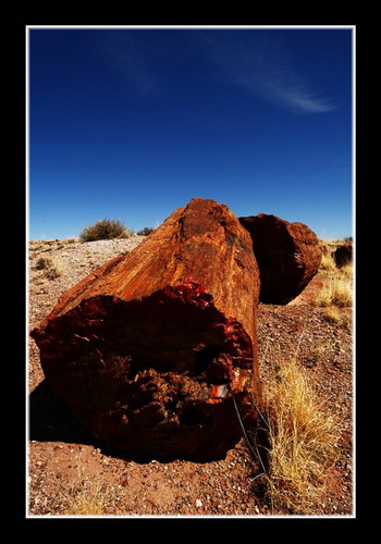  ::   (Petrified forest)  80