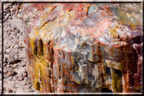 ::   (Petrified forest)  84