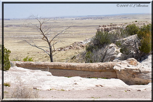  ::   (Petrified forest)  93