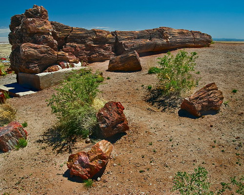  ::   (Petrified forest)  0