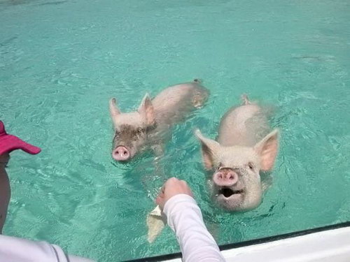 Забавные свиньи фото 13