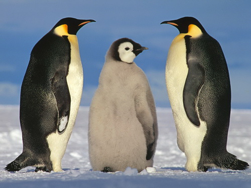 Пингвины фото 2