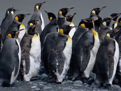 Пингвины фото 5