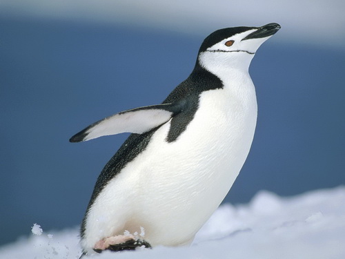 Пингвины фото 6