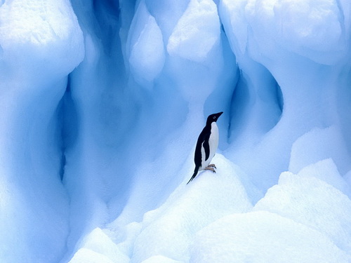 Пингвины фото 8