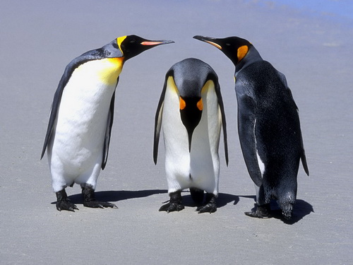 Пингвины фото 9