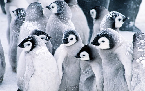 Пингвины фото 11