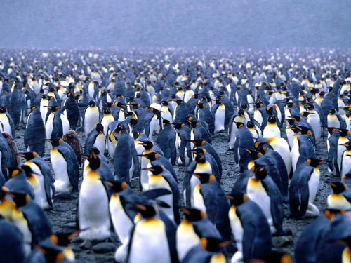 Пингвины фото 12