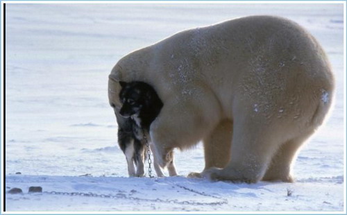 http://basik.ru/images/polar_bear_whith_dog/03.jpg