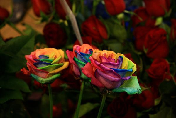 Розы всех цветов радуги :: фотография 2