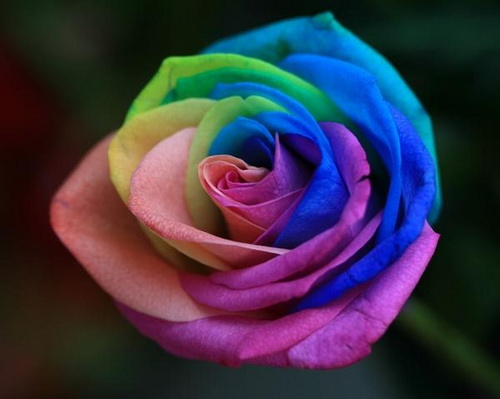 Розы всех цветов радуги фото 2