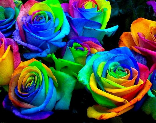 Розы всех цветов радуги фото 3