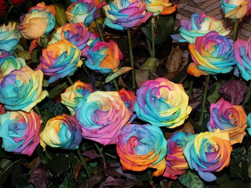 Розы всех цветов радуги фото 6