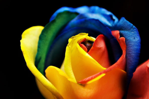 Розы всех цветов радуги :: фотография 2