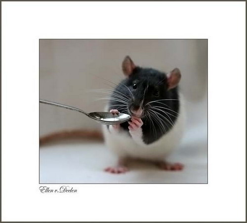 Портреты крыс фото 9