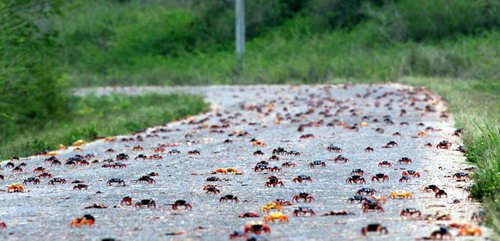 Миграция красного краба на острове Рождества фото 3